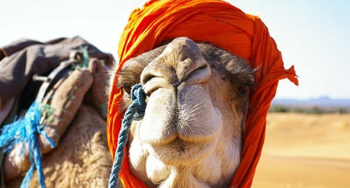 cameltrek5